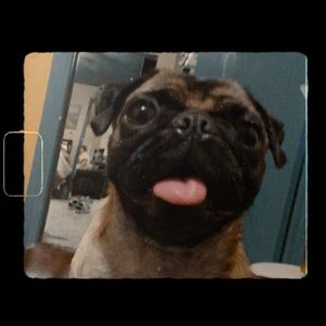 Meet your Posher, Jasmine